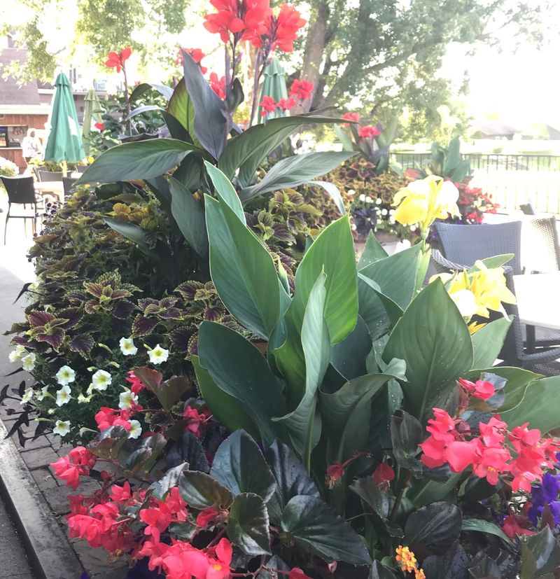 Move Potted Cannas Indoors Whole