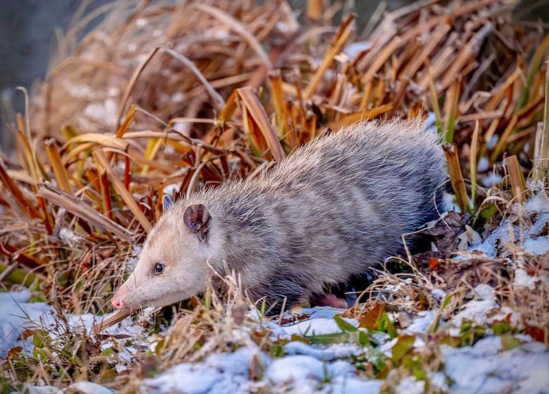 Mouse and Rat Management