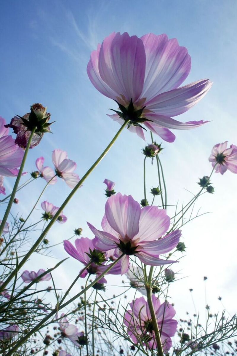 Cosmos