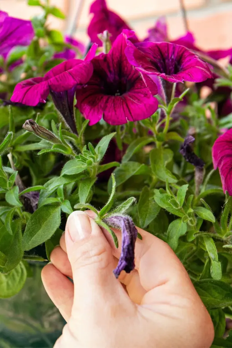 Deadheading can help some petunias keep flowering