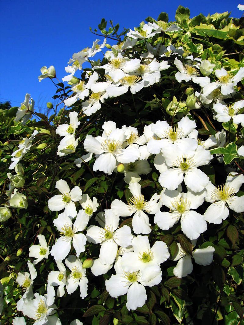 Clematis montana 'Grandiflora'