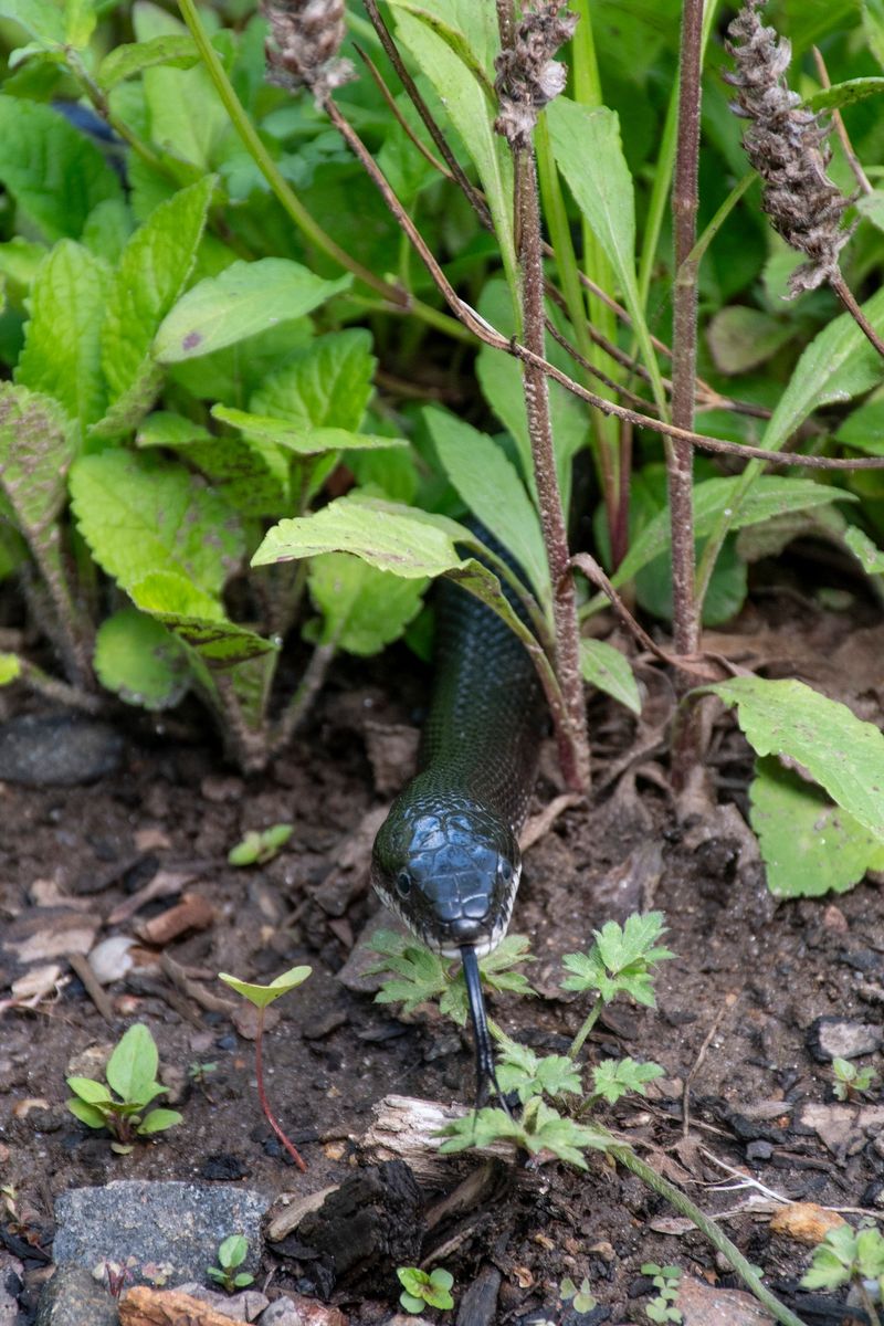 Rat snakes and racers can help with rodents—but not everything