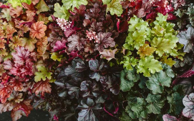 Coral Bells