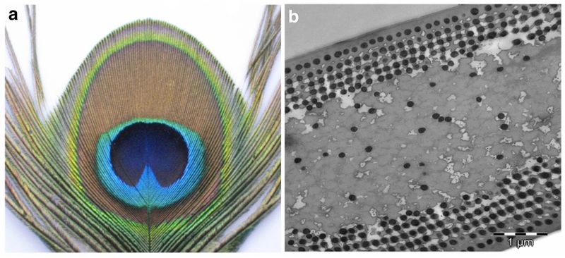 Structural color still includes biological pigments