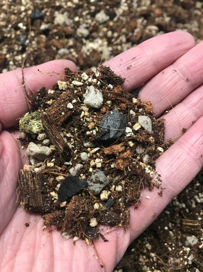 Holiday cactus needs drainage, not desert treatment