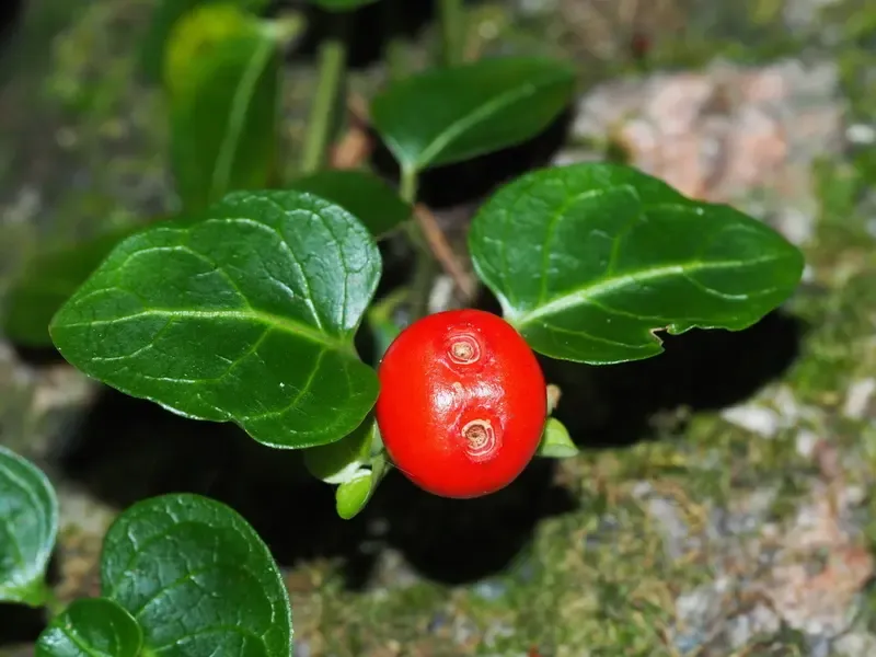 Partridgeberry