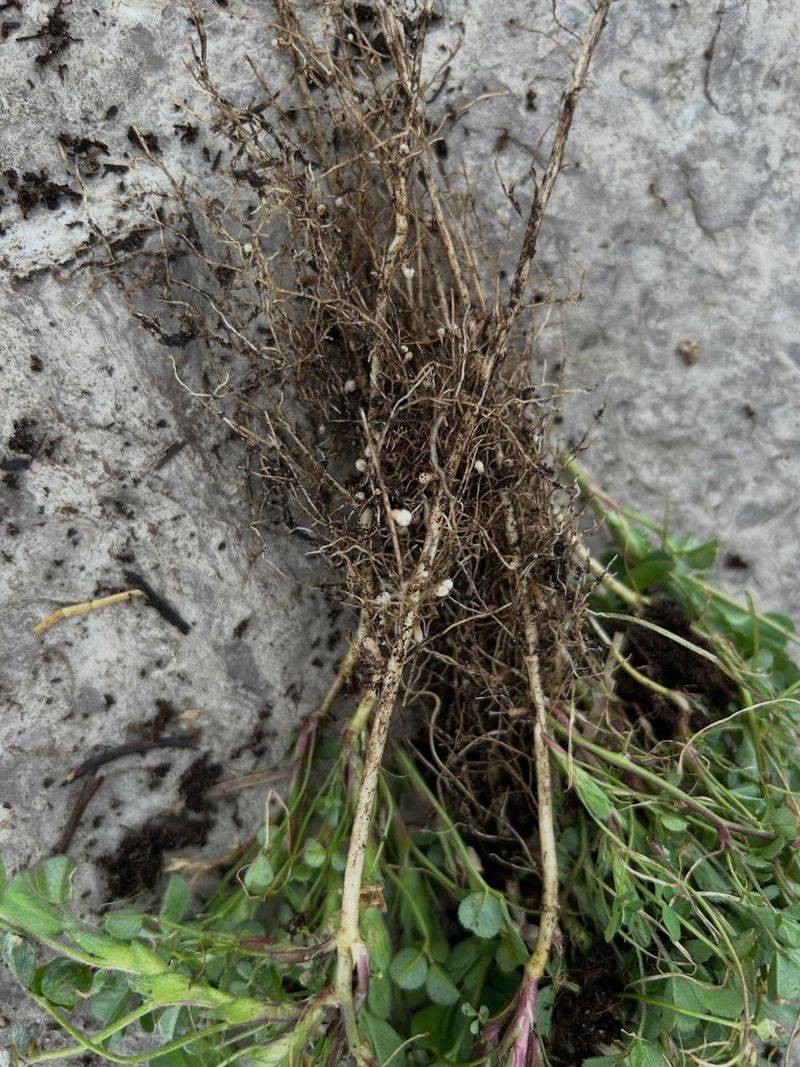 Clover fixes nitrogen with help from bacteria