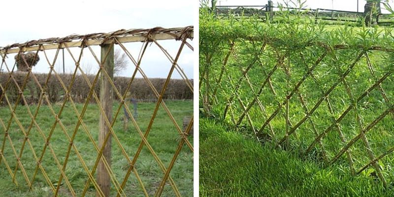 Use annual weaving and pruning to guide density