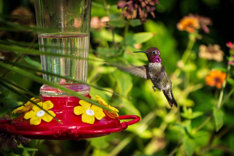 Keep nectar safe before you optimize the location