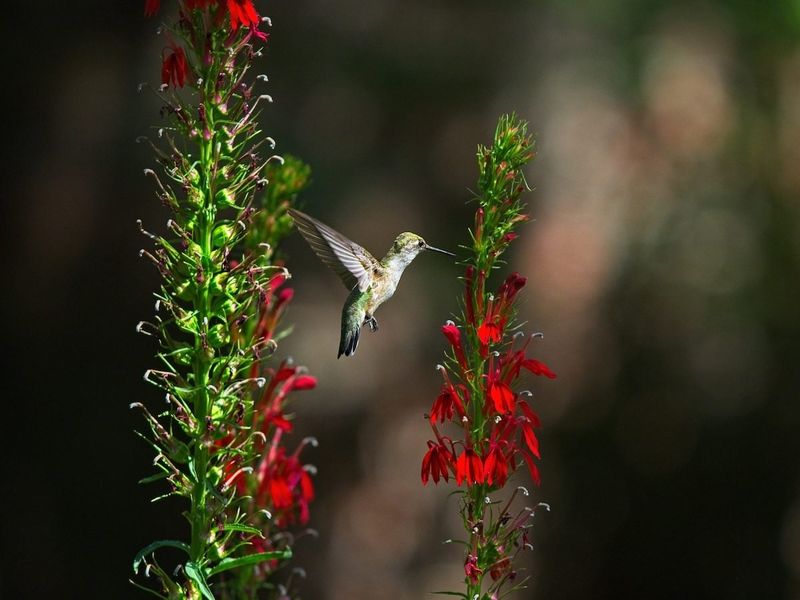 Place cardinal flower near the feeder without blocking access