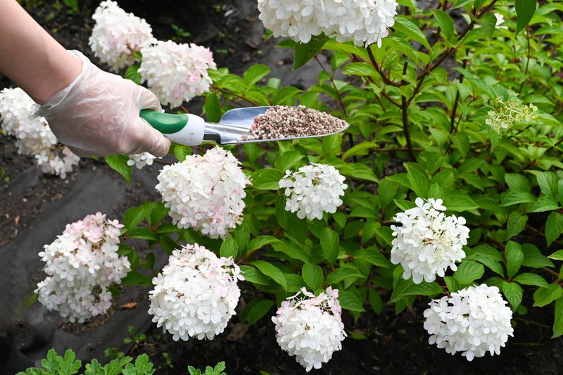 Stop Fertilizing Now