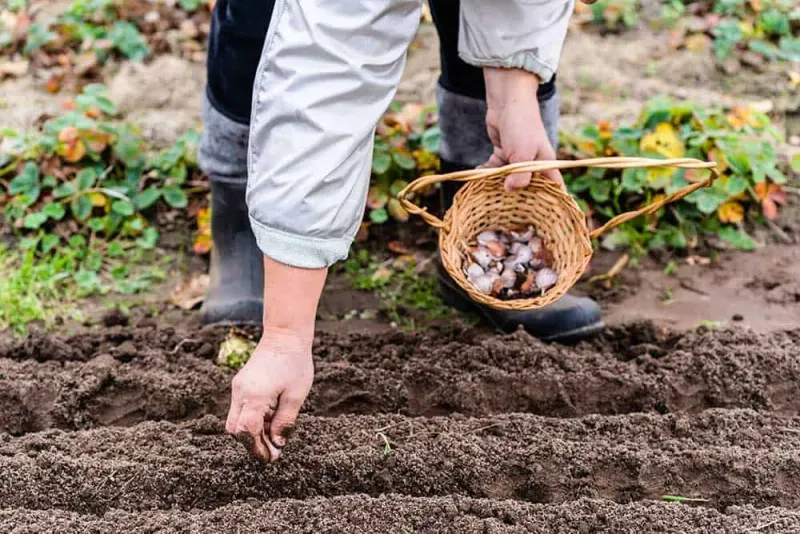 Is October the right time in your garden?