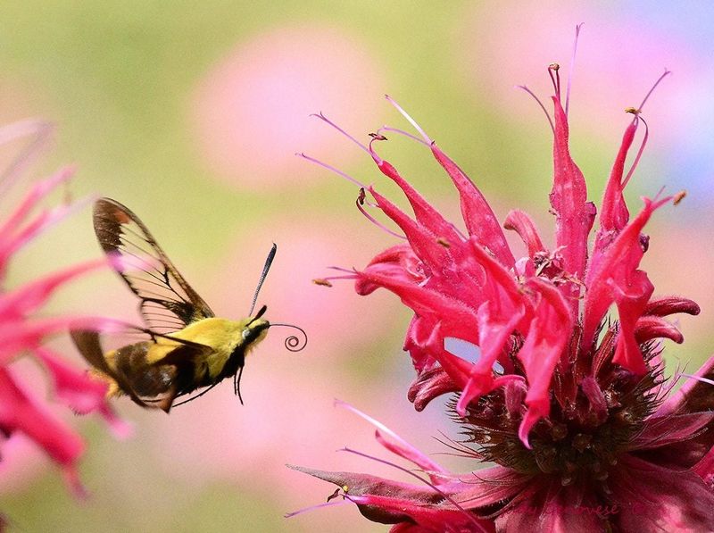 Nectar Plants and Host Plants Do Different Jobs