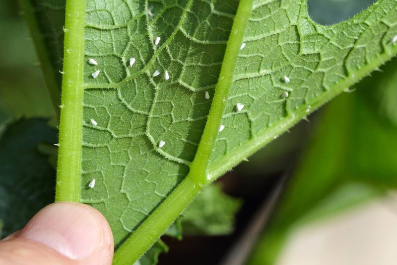 Whitefly Infestation