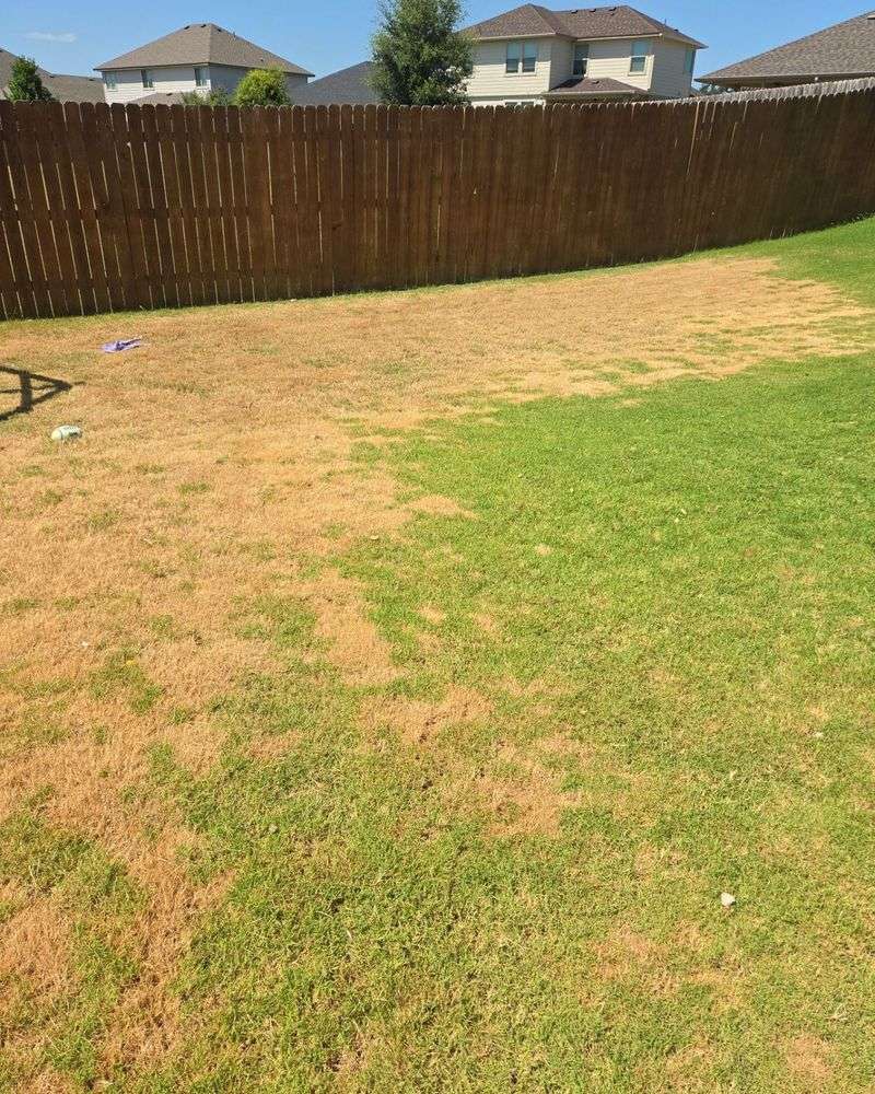 Your Lawn Is Experiencing Drought Stress