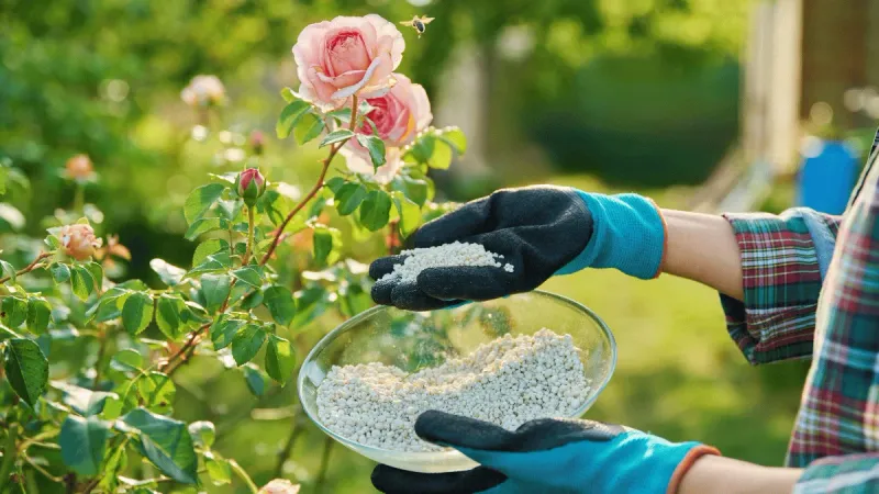 Safe application protects roots while fertilizer does its limited job