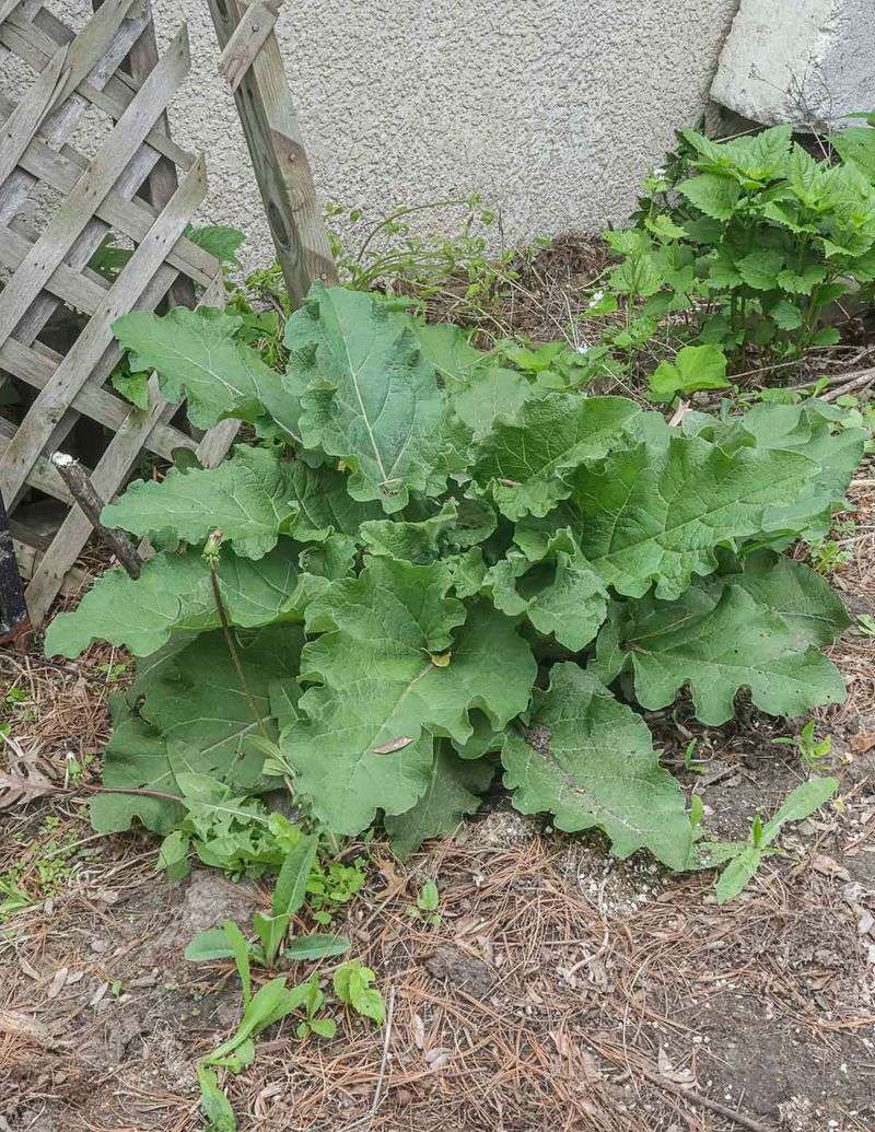 The title cannot identify the weed in your garden