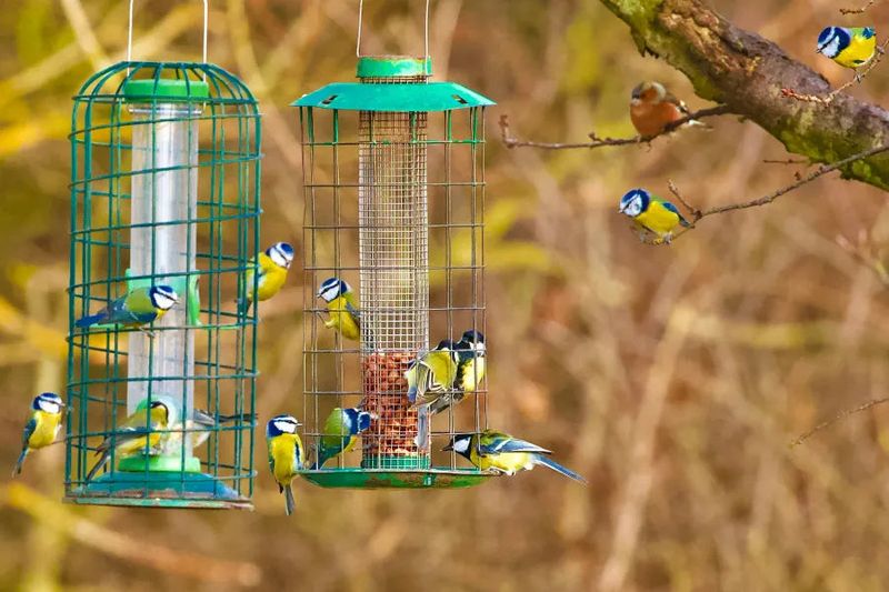 A feeder can give smaller birds their own access