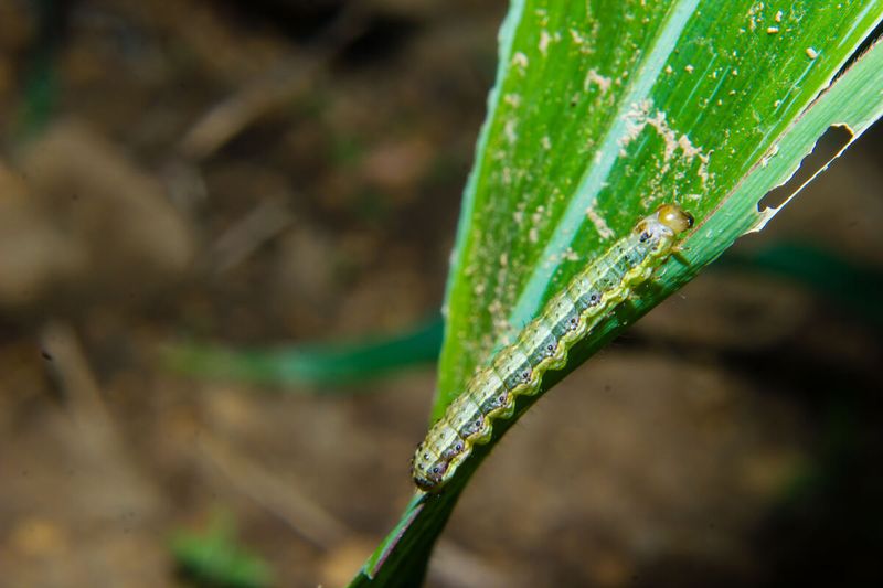 Chewed or Ragged Grass Blades