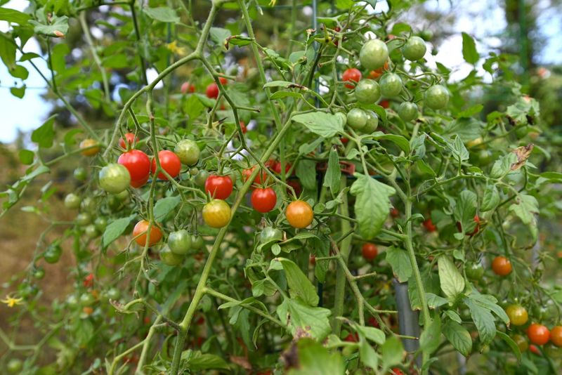 Harvest the near-ripe fruit a little early
