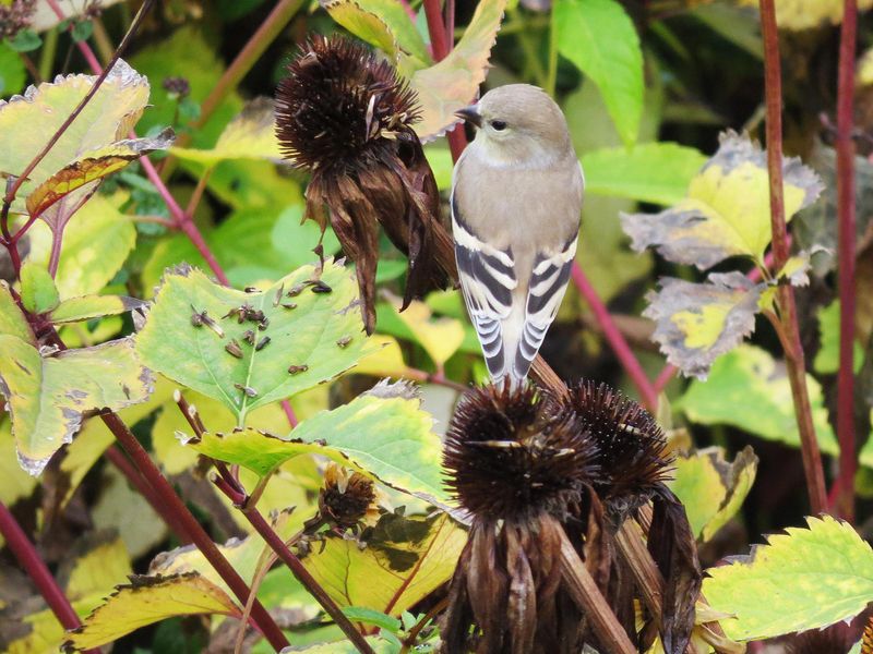 Why Mature Coneflower Heads Can Attract Goldfinches
