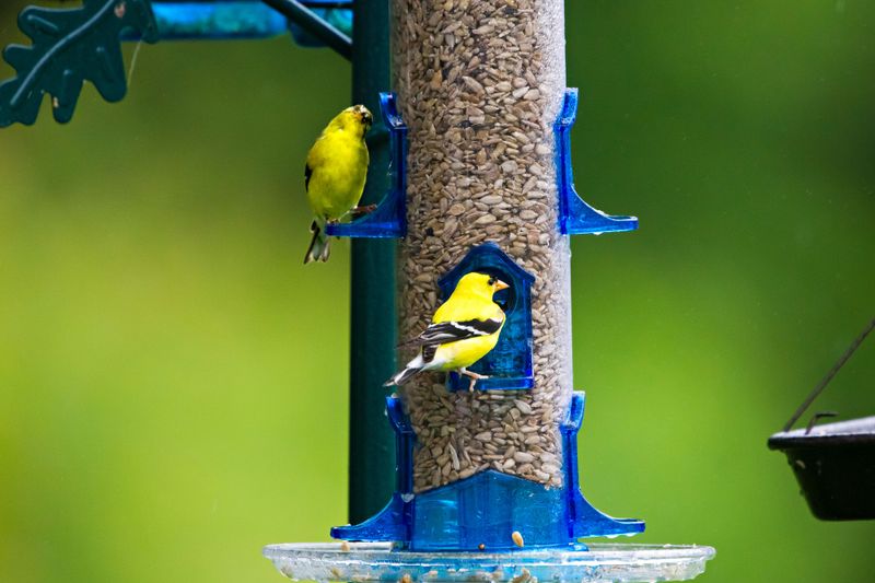 Use feeders as food sources, not habitat evidence