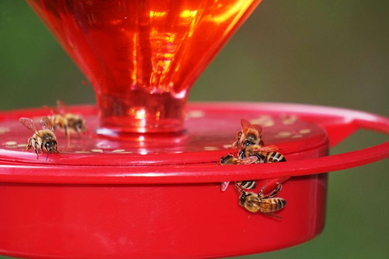 Bees