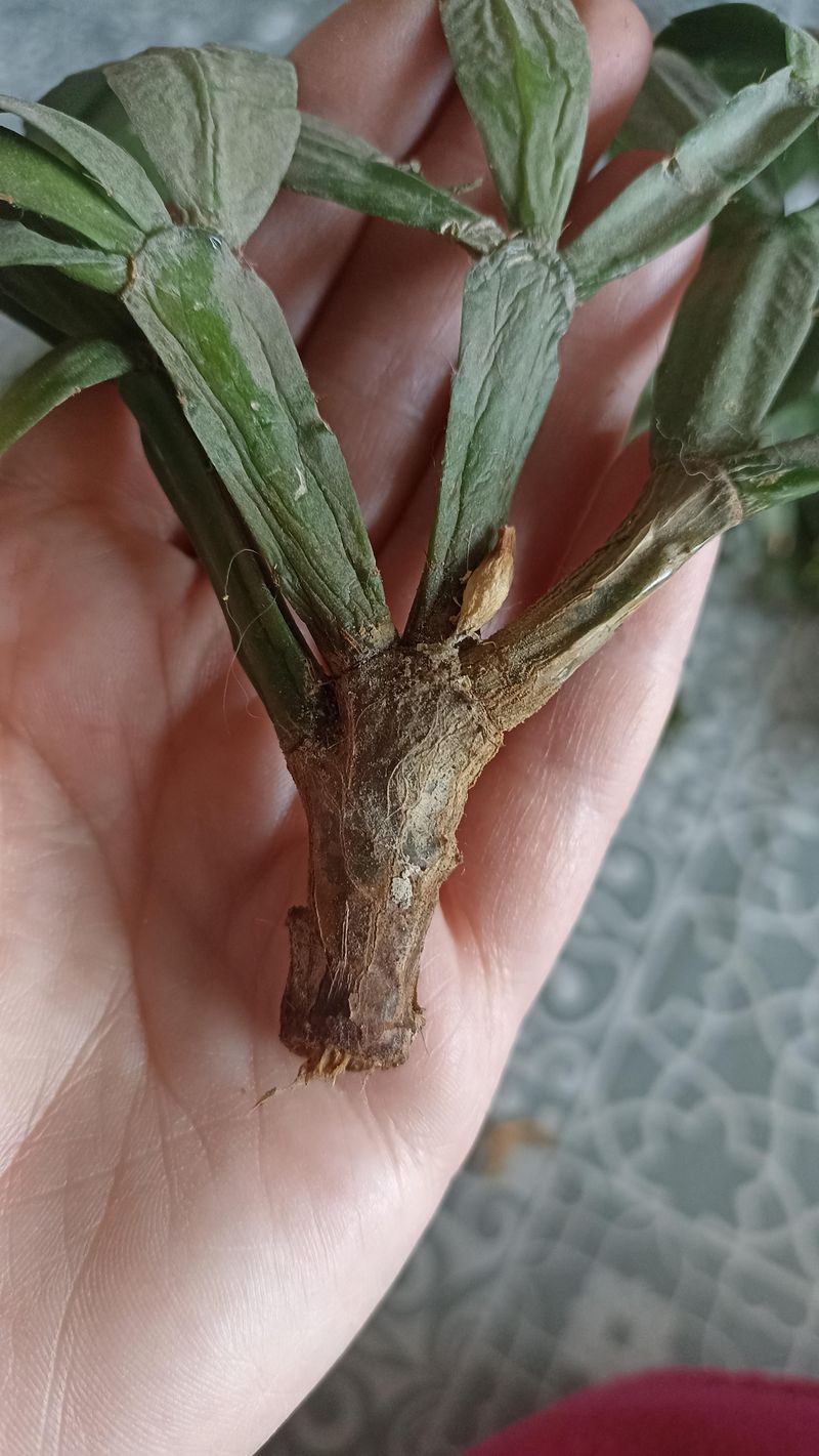 Severe root loss can limit recovery
