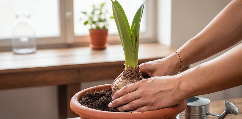 A rested bulb can restart in warmth and light