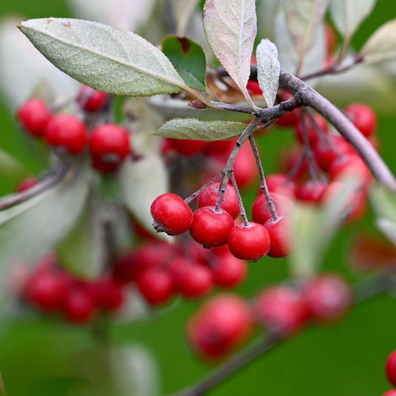 Red Chokeberry (Aronia arbutifolia)