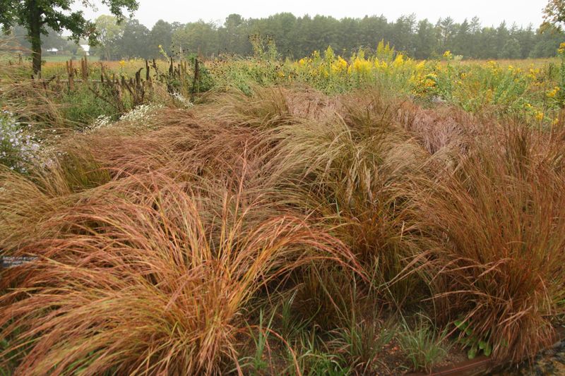 Little Bluestem