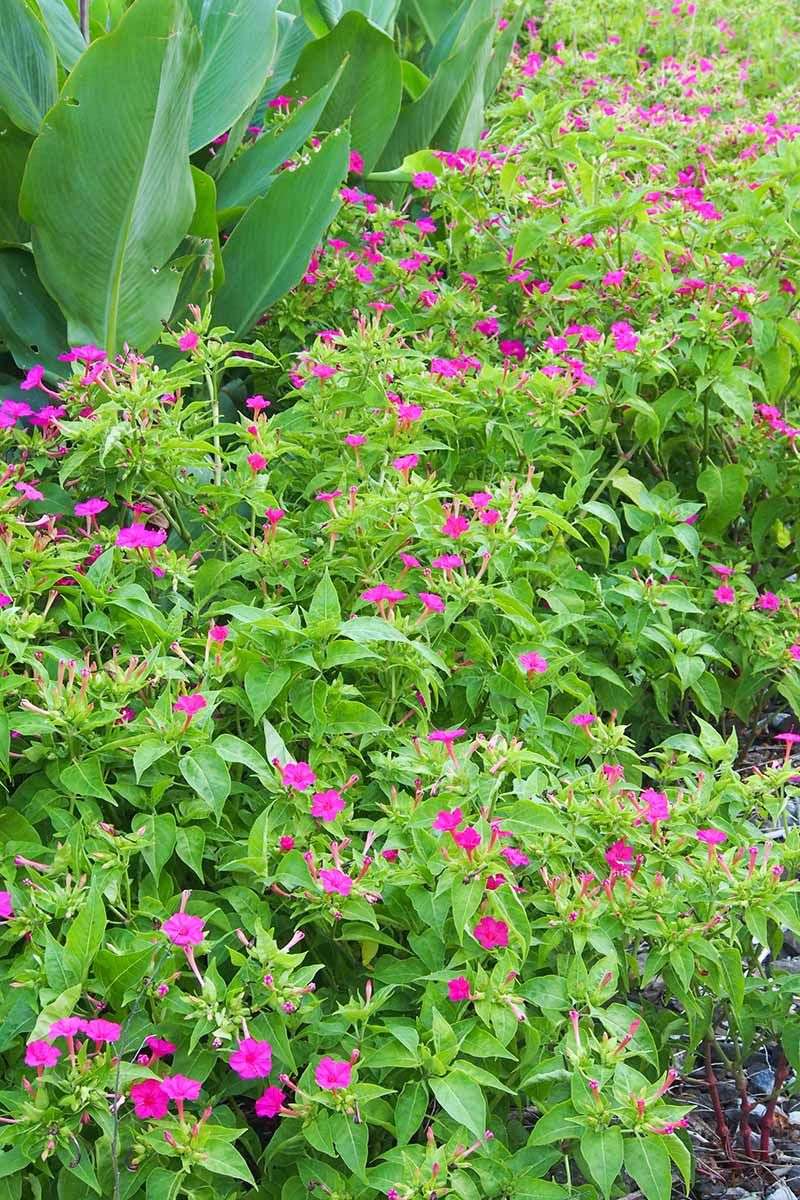 Choose a suitable spot for growing four-o’clocks