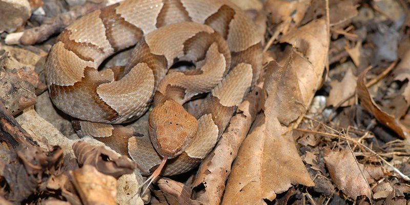 Trusting Store-Bought Snake Repellent Sprays
