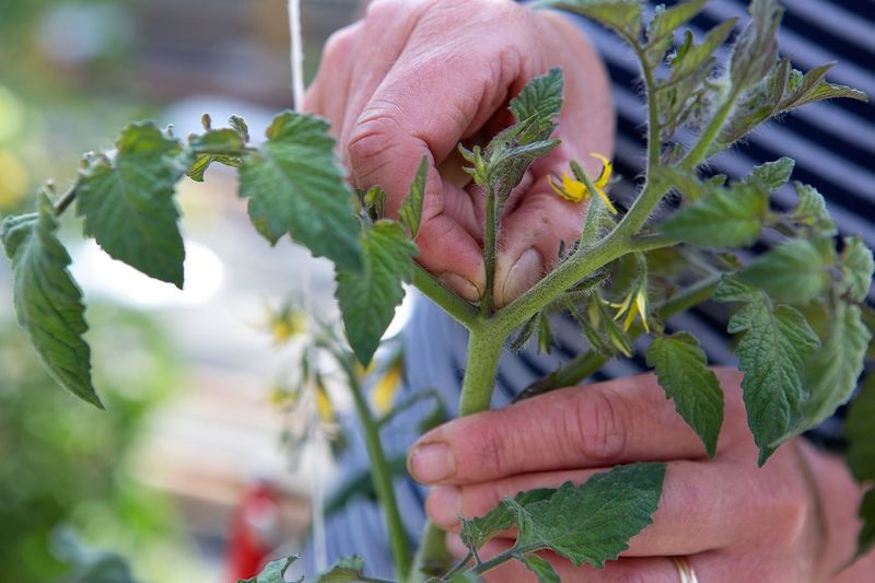 Pinch Off New Flowers in Late August