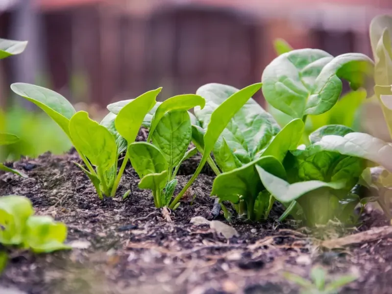 A planting can be called fall spinach and still face summer conditions