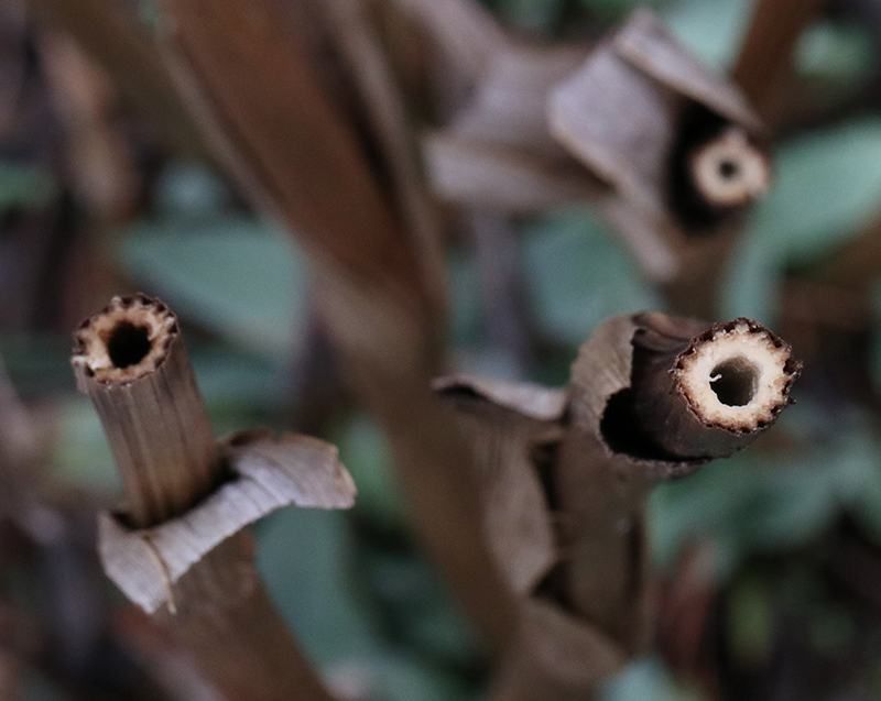 Goldenrod stems can offer more than winter structure