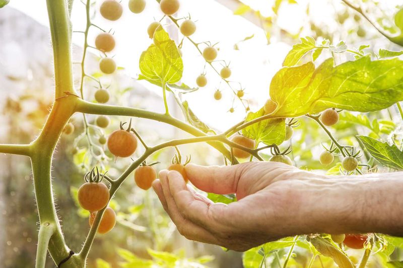Keep enough healthy foliage to feed and shade the fruit