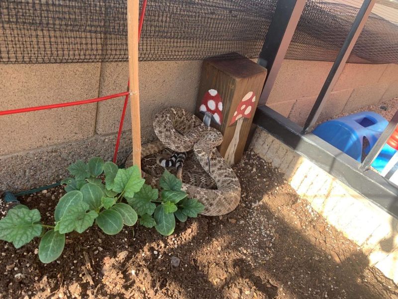 Keep children and pets away from the garden bed