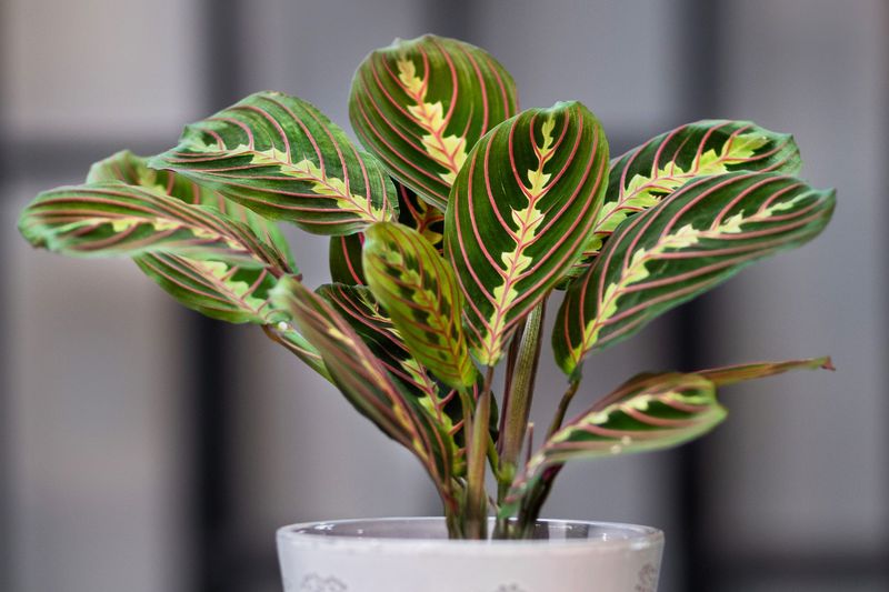 Prayer Plant