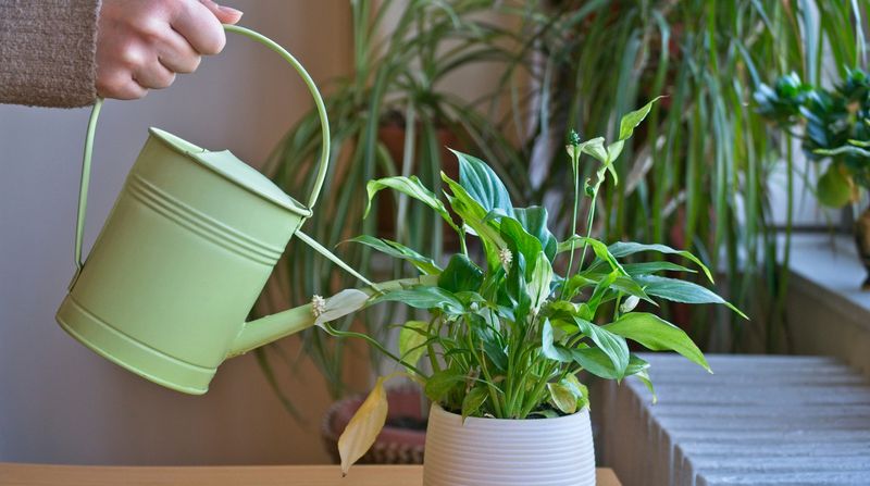 Correct watering, light, temperature, and water quality