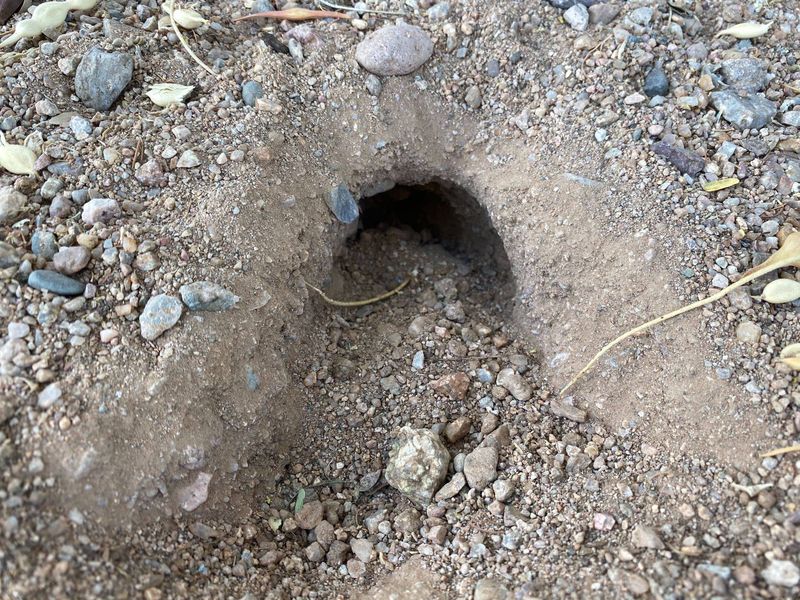 Empty Burrows or Holes