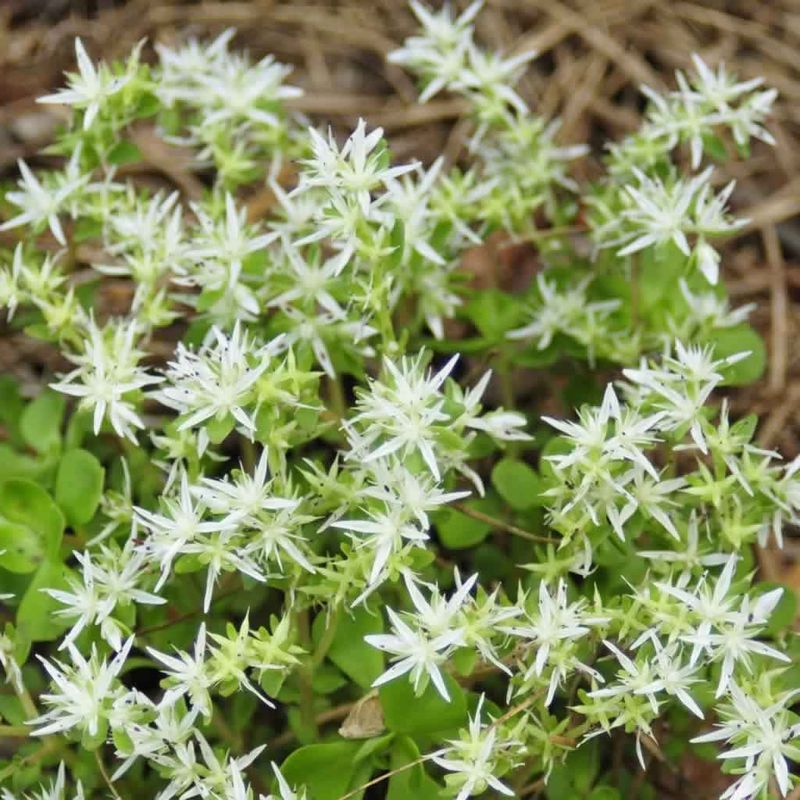 Woodland Stonecrop