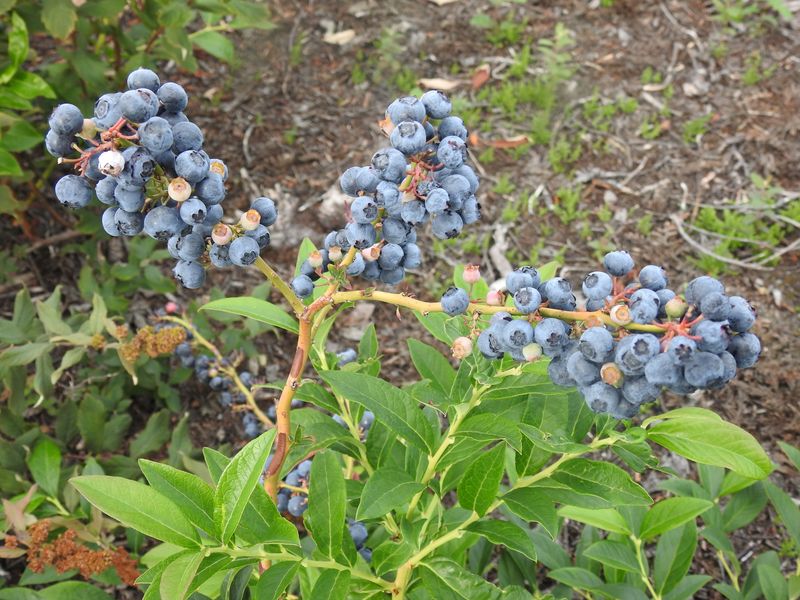 Highbush Blueberry (Vaccinium corymbosum)