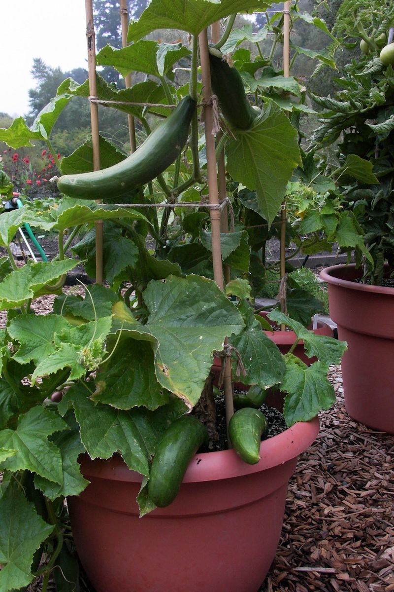Select Compact or Vining Varieties Suited for Pots