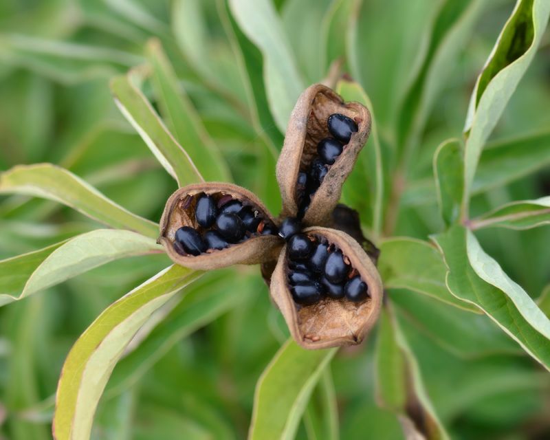 Give Tree Peonies a Light Trim Only