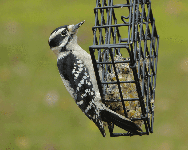 Downy Woodpecker