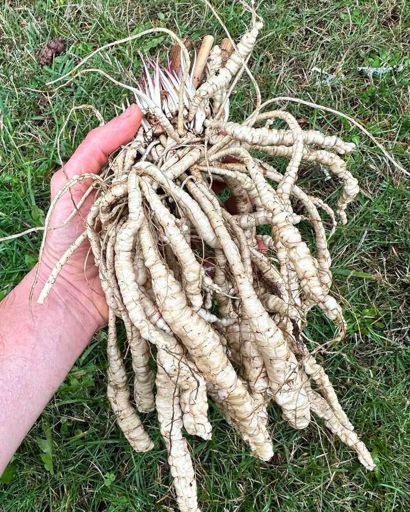 Skirret