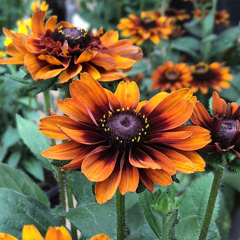 Rudbeckia (Black-Eyed Susans)