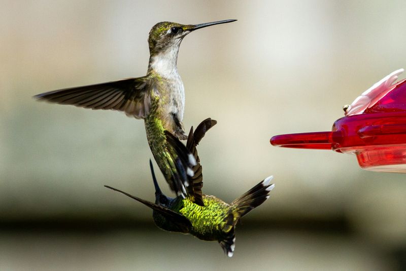 Check local conditions, territorial behavior, and seasonal timing