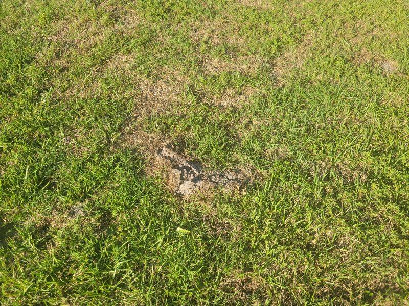 Flattening the lawn will not stop an active mole